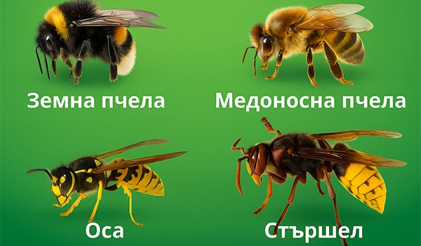 Сравнителна инфографика с четири вида жилещи насекоми