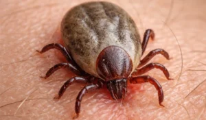 Кърлеж в кожата – пример преди правилно премахване