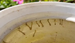 Ларви на комари в двора в съд със застояла вода